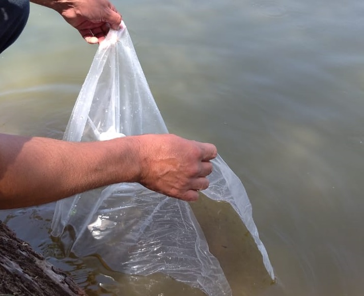 Liberación de peces en una laguna desde una bolsa de traslado