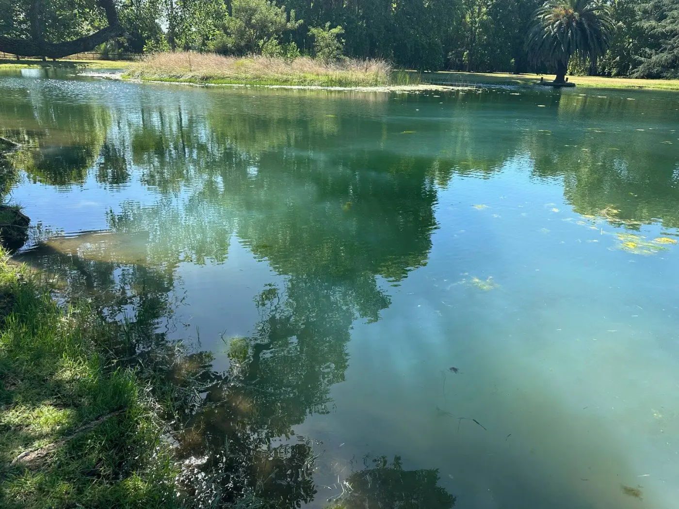 Laguna con agua limpia y reflejos de árboles después del control de algas