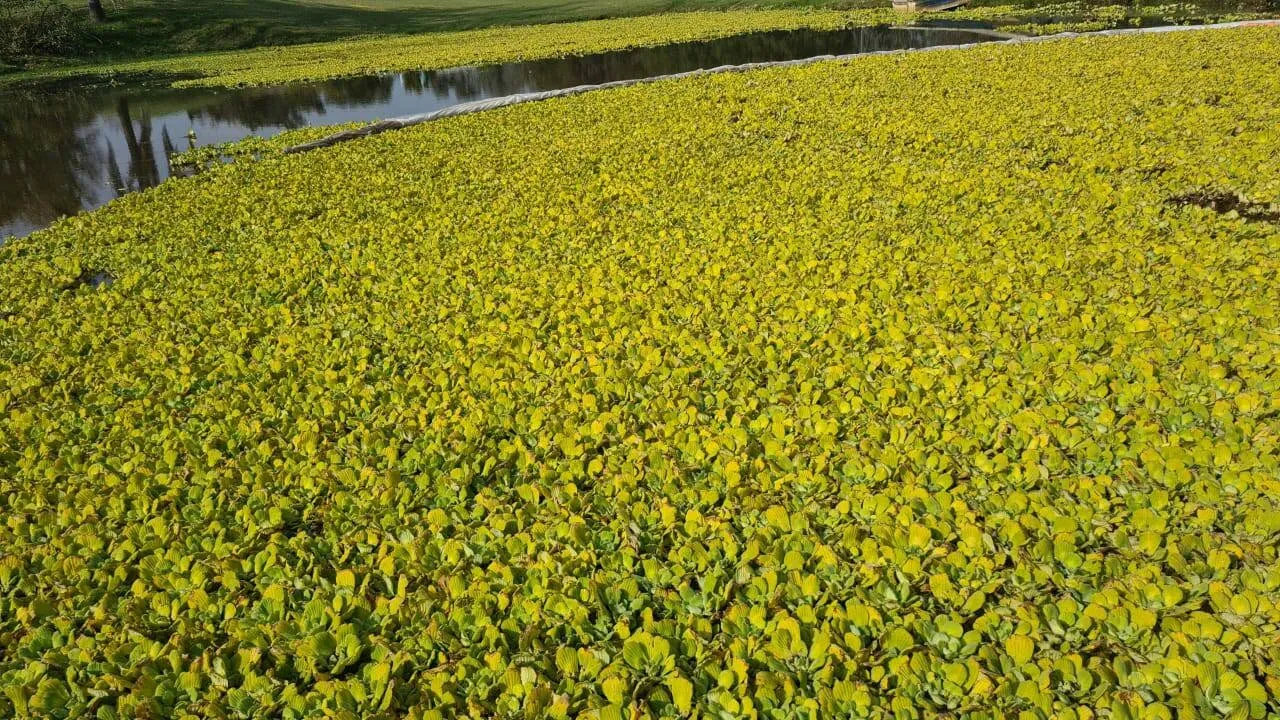 Espejo de agua cubierto por malezas acuáticas flotantes